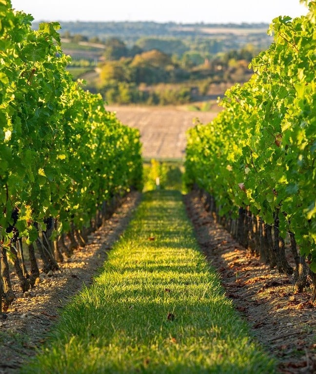 Rangee dans un vignoble dans les Landes