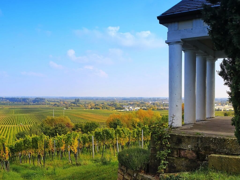 Vignoble dans les Landes 1