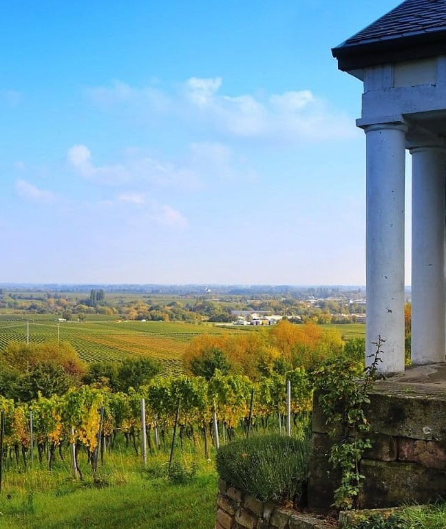 Vignoble dans les Landes