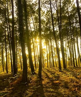 foret des landes