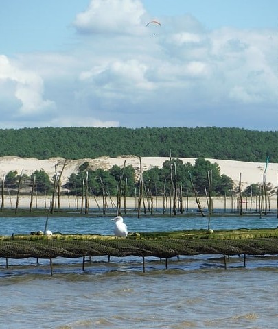 huitre arcachon