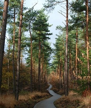 piste cyclable foret landaise